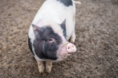 çerçeve seyir büyük benekli domuz