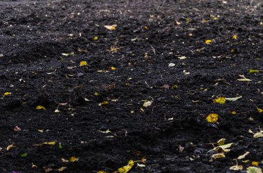 sarı yapraklarla boyanmış toprak