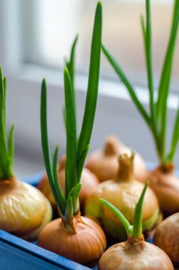 Genç soğan mavi bir stand üzerine büyür