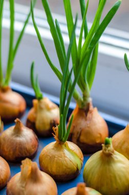 Genç soğan mavi bir stand üzerine büyür