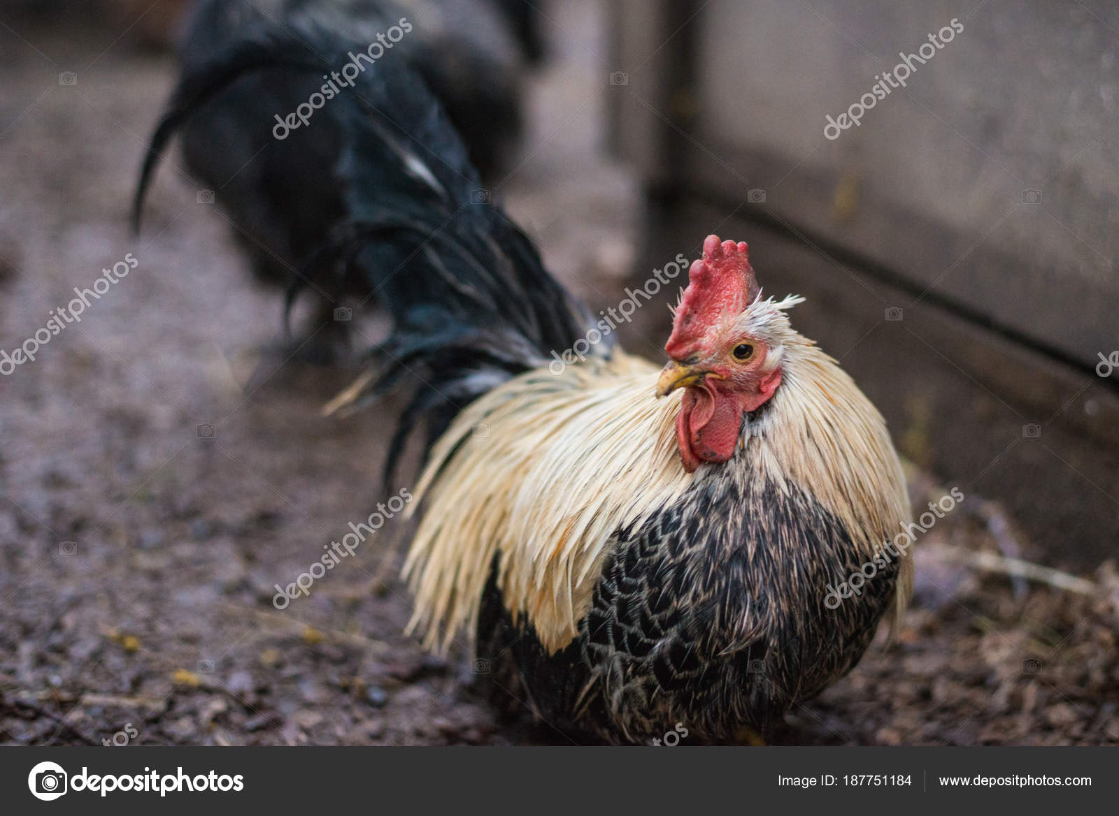 Czarny czarny penis