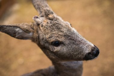çerçeve küçük fawns bak