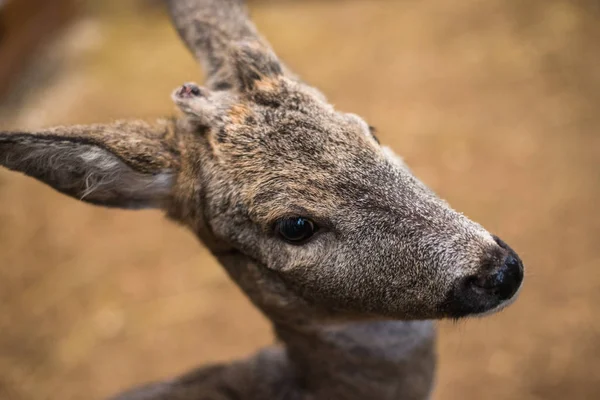 Çerçeve küçük fawns bak — Stok fotoğraf