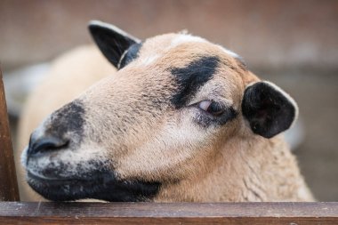Kahverengi ve Beyaz benekli koyun yaz alanında