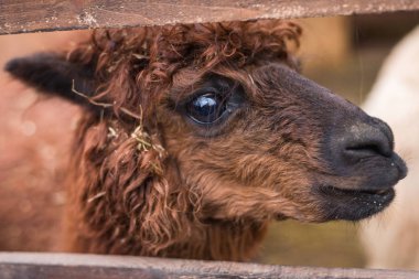 çerçeve içine kahverengi alpaka görünüyor