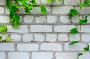 tuğla duvar vignette üzüm ile