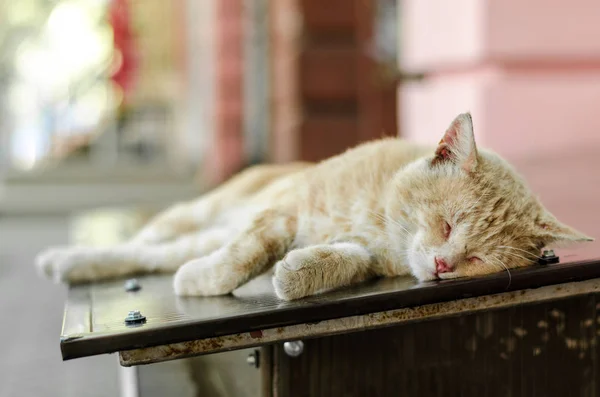 Red-haired cat sleeping on the street — Stock Photo, Image