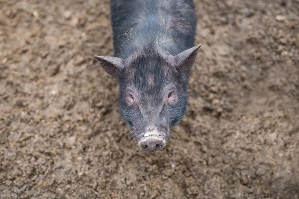 stock image little black pig looks at the frame