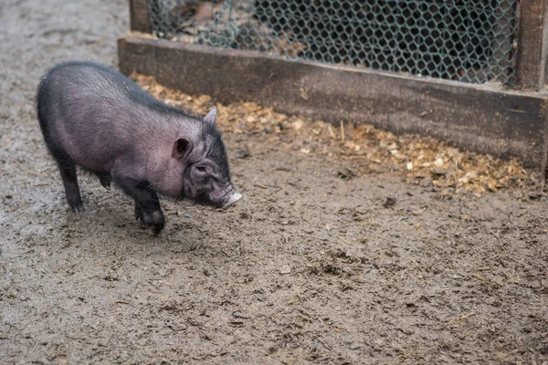 a little black pig walks around the yard