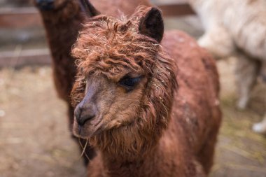 çerçeve içine kahverengi alpaka görünüyor