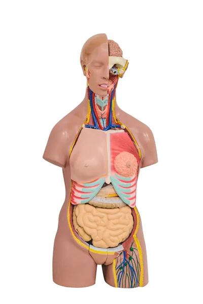 Clase Anatomía Maniquí Estructura Interna Del Hombre Marco Vertical — Foto de Stock