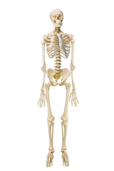 Anatomie Klasse Het Menselijk Skelet Volle Groei Staat Achtergrond Van — Stockfoto