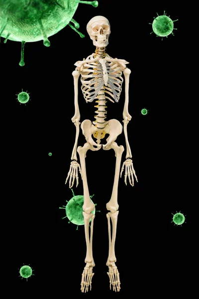 Anatomiklassen Det Mänskliga Skelettet Full Tillväxt Står Mot Bakgrund Flygande — Stockfoto