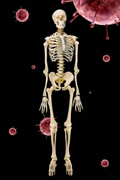 解剖学课完整生长的人体骨骼是在飞菌的背景下生长的 垂直框架 — 图库照片