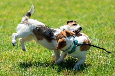 Süslü elbiseli güzel köpek Jack Russell.