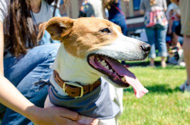 Süslü elbiseli güzel köpek Jack Russell.