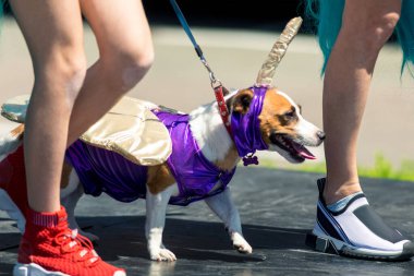 Süslü elbiseli güzel köpek Jack Russell.