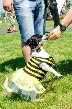 Süslü elbiseli güzel köpek Jack Russell.