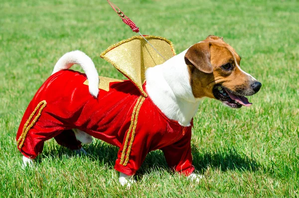 Little Beautiful Dog Jack Russell Fancy Dress — Stock Photo, Image