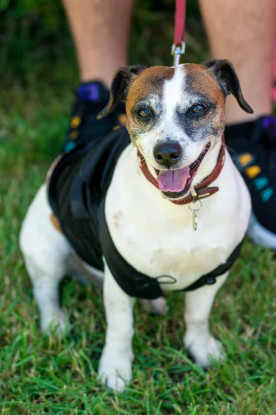 little beautiful dog Jack Russell in a fancy dress.