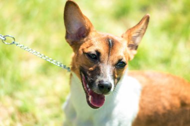 Süslü elbiseli güzel köpek Jack Russell.