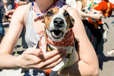 Süslü elbiseli güzel köpek Jack Russell.