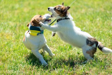Süslü elbiseli güzel köpek Jack Russell.