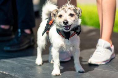 Süslü elbiseli güzel köpek Jack Russell.