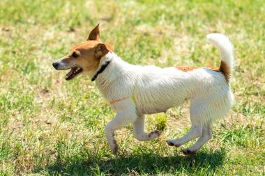 Süslü elbiseli güzel köpek Jack Russell.
