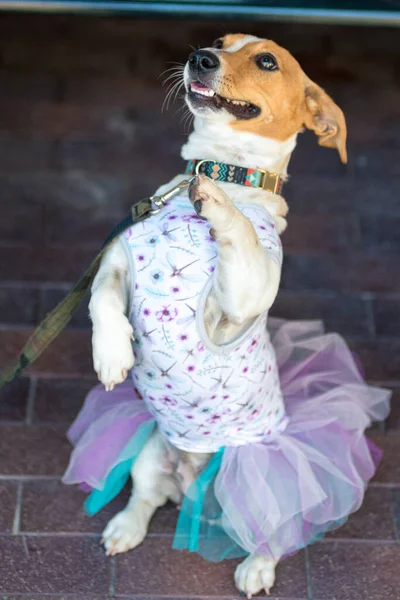 Маленький Красивый Пес Джек Рассел Маскарадном Платье — стоковое фото
