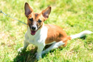 Süslü elbiseli güzel köpek Jack Russell.