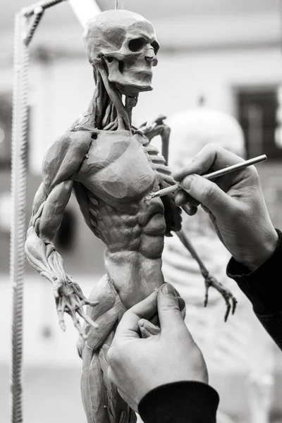 Hands of the master sculpt a sculpture of the human skeleton with muscles on a blurred background.