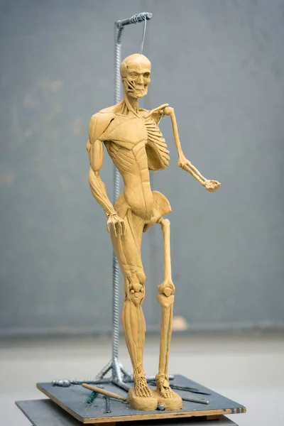 Escultura Esqueleto Humano Com Músculos Fundo Turvo — Fotografia de Stock