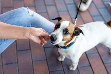 Süslü elbiseli güzel köpek Jack Russell.