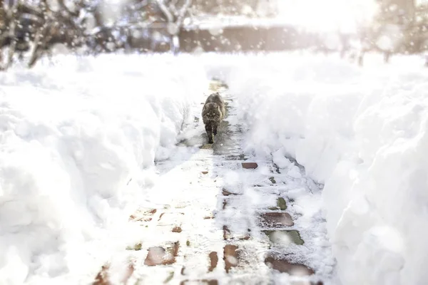 Γάτα, περπάτημα κάτω το σοκάκι κατά τη διάρκεια της χιονοθύελλα. χειμερινής περιόδου — Φωτογραφία Αρχείου