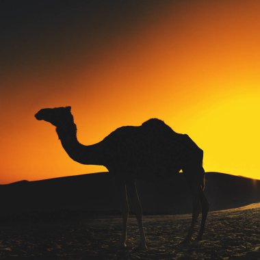 Abu-Dabi çöl safari