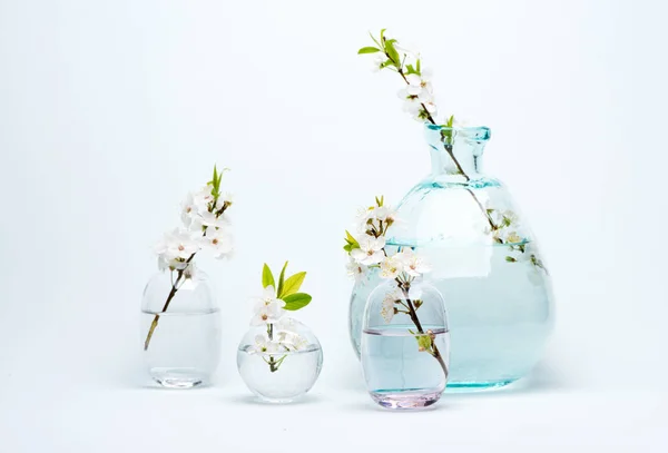 Glass Vase and bottles with blooming white cherry flowers on a blue background