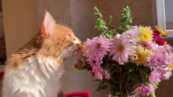 Belo Gato Vermelho Brincando Comendo Buquê Flores Silvestres — Vídeo de Stock