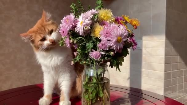 Eine Schöne Rote Katze Spielt Und Einen Strauß Wildblumen Isst — Stockvideo