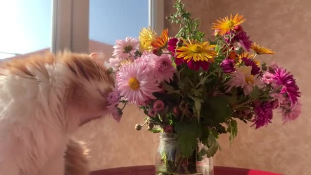 Bellissimo Gatto Rosso Che Gioca Mangia Mazzo Fiori Selvatici — Video Stock