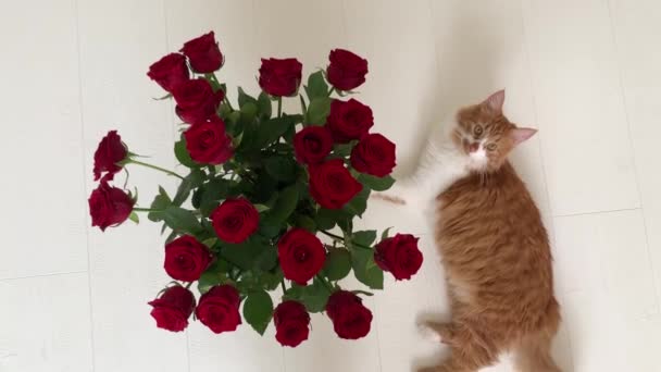 Hermoso Gato Rojo Jugando Comiendo Ramo Flores Silvestres — Vídeos de Stock