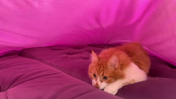 Красива Імбирна Кішка Сидить Дивані Лист Падає Він Рясно Притискає — стокове відео