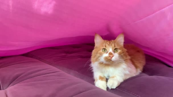 Μια Όμορφη Κοκκινομάλλα Γάτα Κάθεται Στον Καναπέ Ένα Σεντόνι Πέφτει — Αρχείο Βίντεο