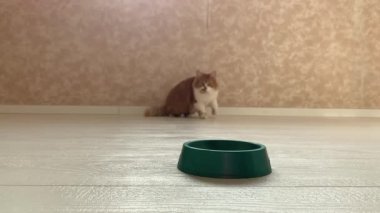 Güzel kırmızı bir kedi, içine yemek koyulduğunda kaseye koşar ve büyük bir iştahla yer..
