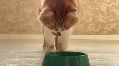 Güzel kırmızı bir kedi, içine yemek koyulduğunda kaseye koşar ve büyük bir iştahla yer..