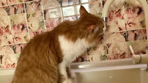 Красивая Имбирная Кошка Хочет Пить Воду Крана Кухне — стоковое видео