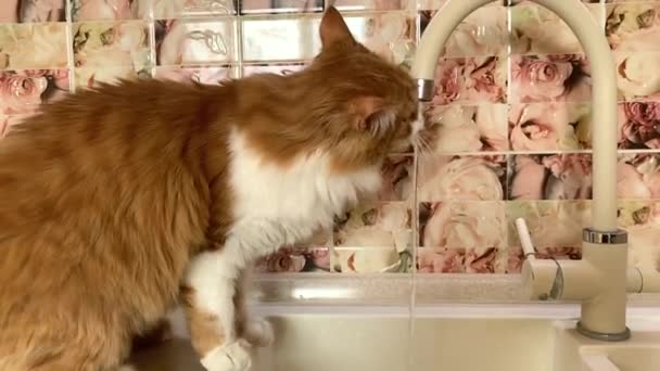 Eine Schöne Ingwerkatze Leitungswasser Der Küche Trinken Und Trinken — Stockvideo