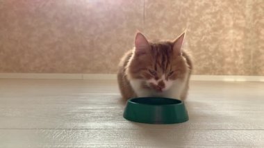 Güzel kırmızı bir kedi, içine yemek koyulduğunda kaseye koşar ve büyük bir iştahla yer..