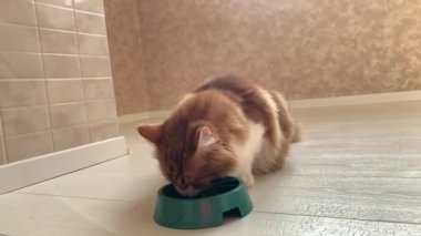 Güzel kırmızı bir kedi, içine yemek koyulduğunda kaseye koşar ve büyük bir iştahla yer..