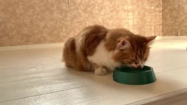 Güzel kırmızı bir kedi, içine yemek koyulduğunda kaseye koşar ve büyük bir iştahla yer..